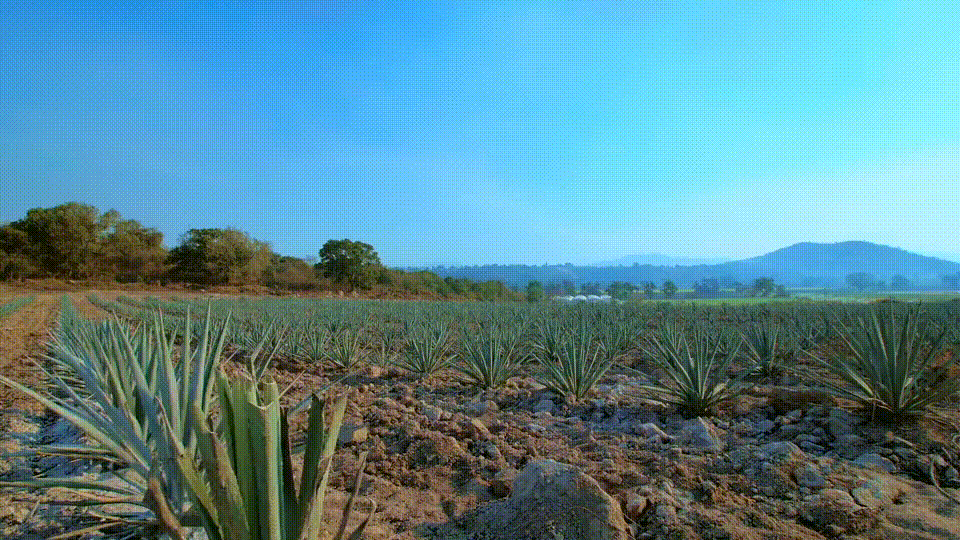 Vuelo de drone sobre cultivo de agave